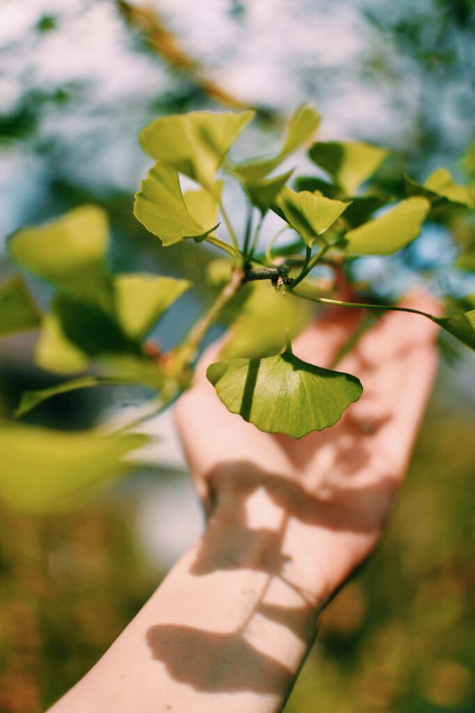 Hand die een blad van een plant aanraakt