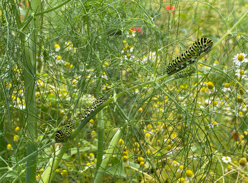 Biodiverse tuin met bloemen en rupsen