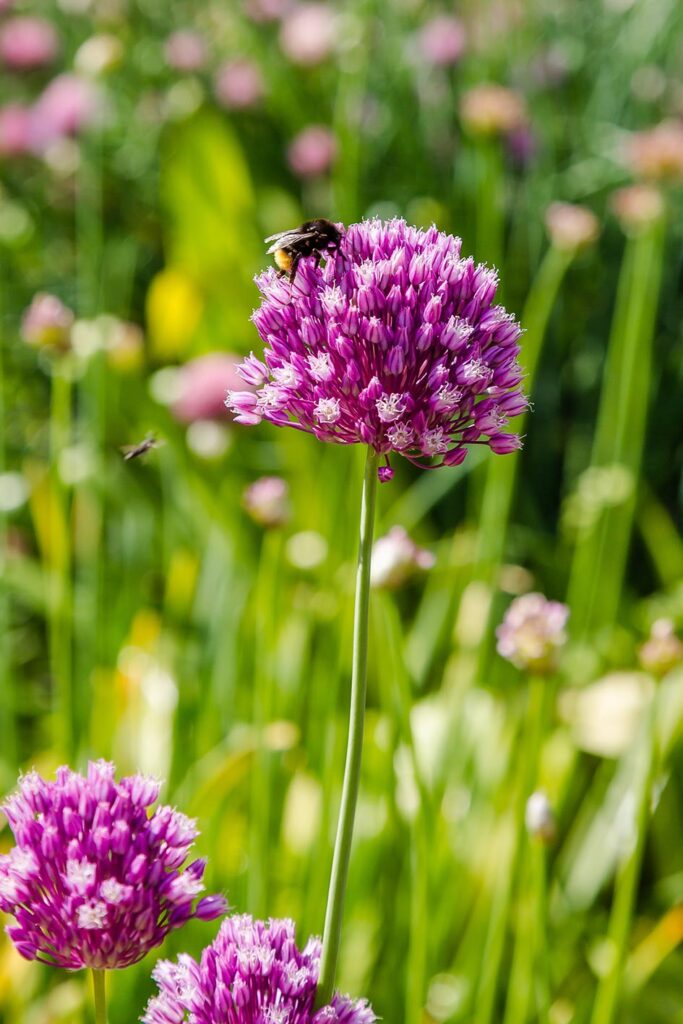 Biodiverse tuin met bloemen en insecten