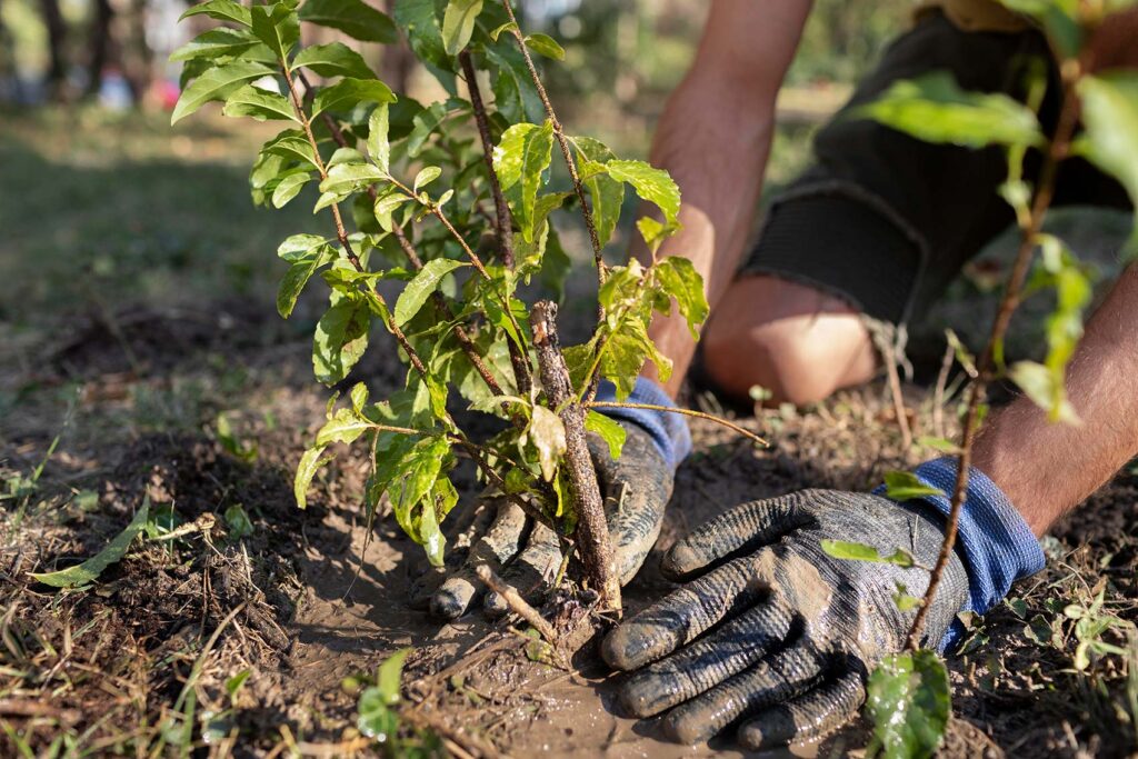 Ecologische en klimaatadaptieve buitenruimte