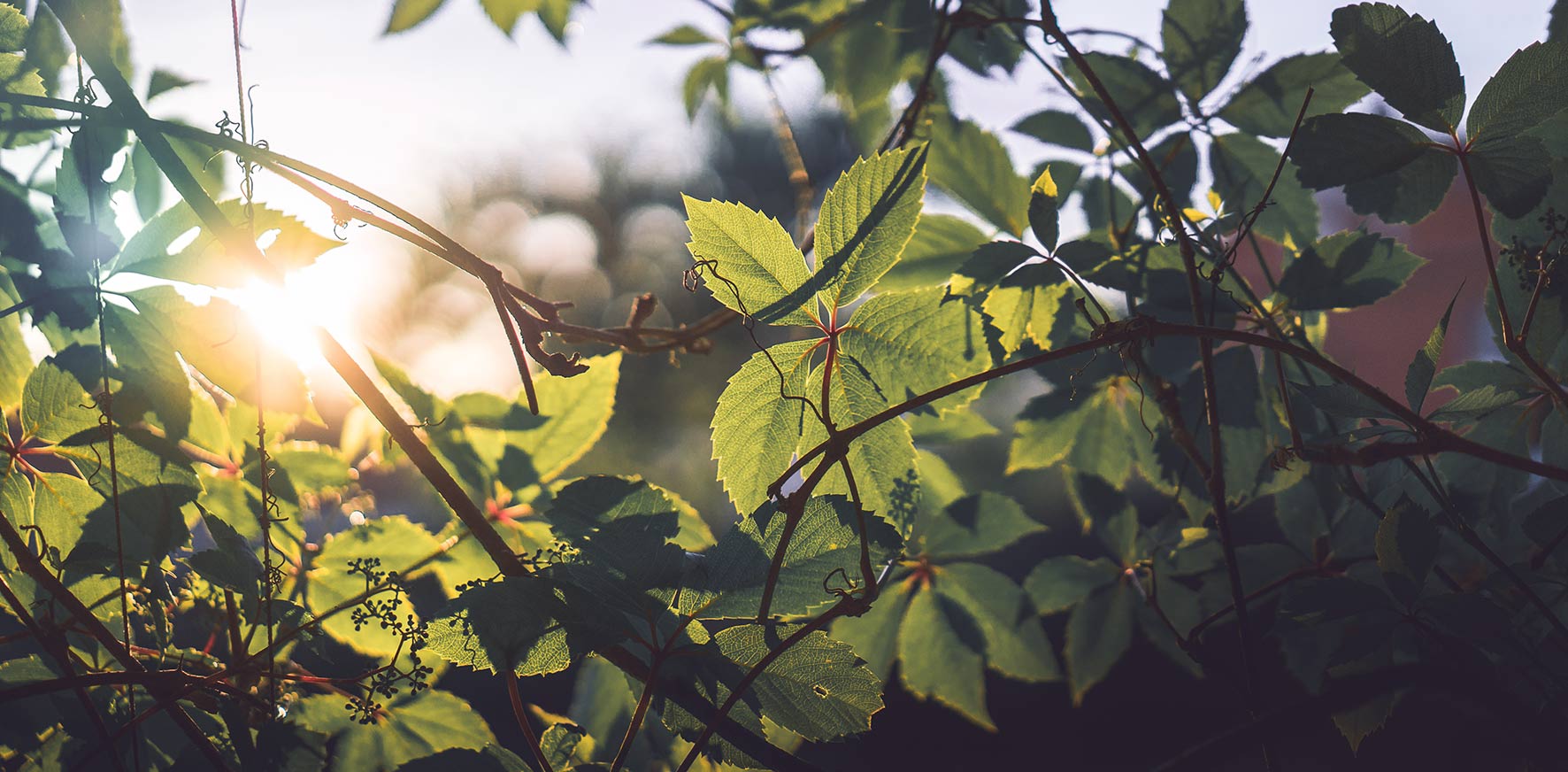 Ecologische en klimaatadaptieve buitenruimte